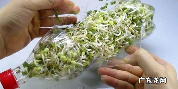 如何用矿泉水瓶发豆芽,如何用矿泉水瓶发豆芽
