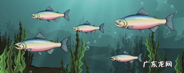 鱼在水里为什么会吐泡泡,鱼为什么吐泡泡吃下去又吐出来