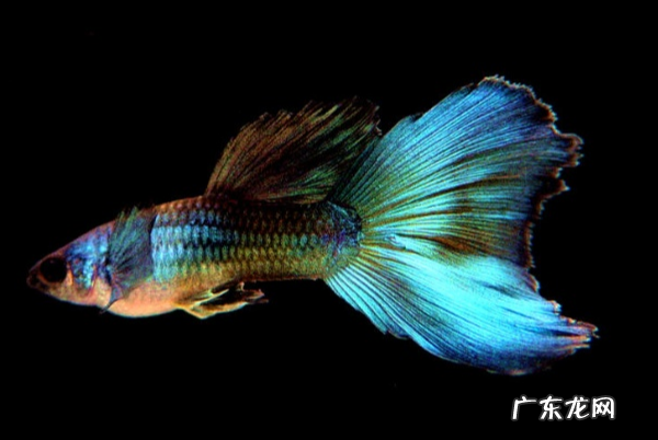 鱼在水里为什么会吐泡泡,鱼为什么吐泡泡吃下去又吐出来