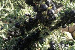 黑枸杞里面的籽是什么样子,黑枸杞的鉴别方法有哪些