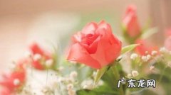 玫瑰几月份开花,玫瑰花几月份开花