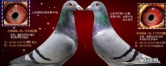 速霸龙鸽系特点 速霸龙鸽系特点是什么