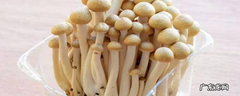 蟹味菇怎么做汤 蟹味菇怎么做汤要开水烫吗