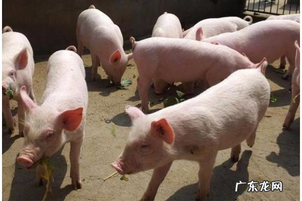 蓝印和红印哪一个是公猪肉,猪肉的红印和蓝印有什么区别