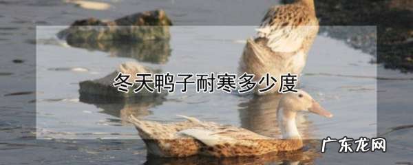 冬天鸭子在室外怕冷,一个月的鸭子9度会冷