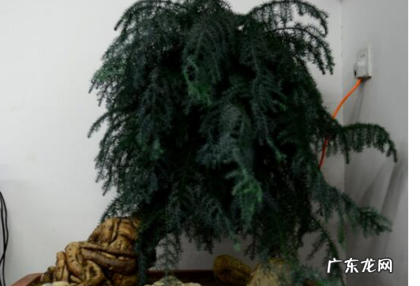 澳洲杉如何拿弯,澳洲衫叶子发黄
