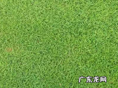 小草的种类有哪些,小草有哪些品种