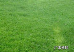 小草的种类有哪些,小草有哪些品种