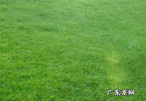 小草的种类有哪些,小草有哪些品种