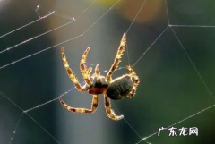 蜘蛛织的网会网住蜘蛛,蜘蛛在织网时为什么不会粘到自己