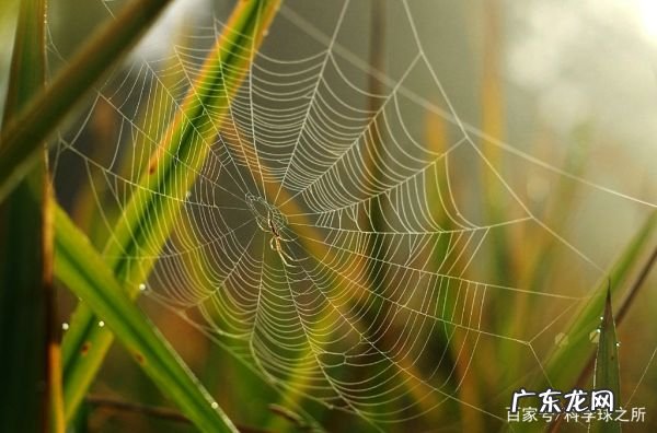 蜘蛛织的网会网住蜘蛛,蜘蛛在织网时为什么不会粘到自己