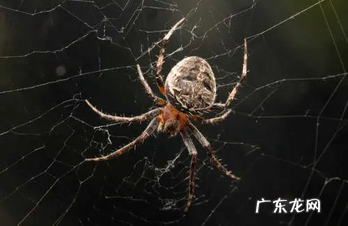 蜘蛛织的网会网住蜘蛛,蜘蛛在织网时为什么不会粘到自己