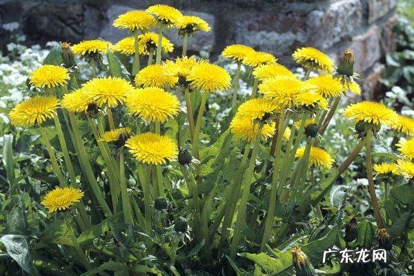 蒲公英的花什么样,蒲公英的花是什么颜色的有没有