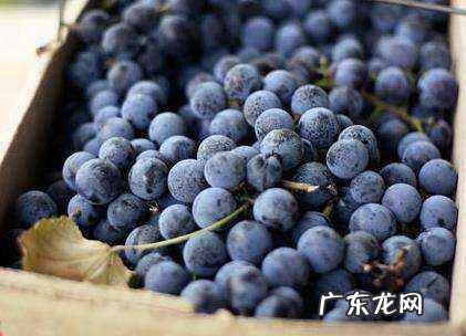 外皮黑色的水果有哪些,什么水果可以减肥最快最有效