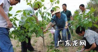 核桃树几月份修剪,核桃树在几月份修剪