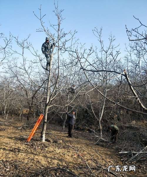 核桃树几月份修剪,核桃树在几月份修剪