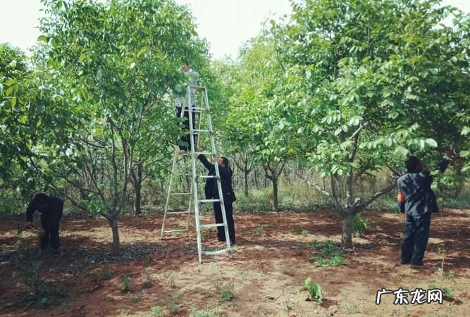 核桃树几月份修剪,核桃树在几月份修剪