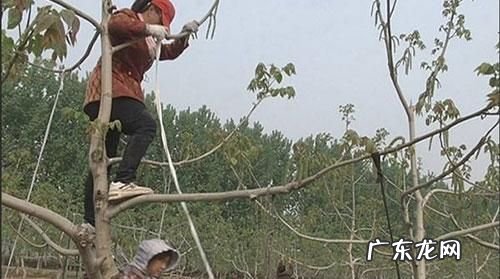 核桃树几月份修剪,核桃树在几月份修剪