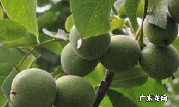 核桃树几月份修剪,核桃树在几月份修剪