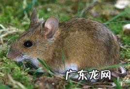 我家里有鼩鼱怎么处理,家里有鼩鼱进来有什么说法