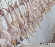 拔鸭毛的蜡是什么蜡,粘鸭毛的蜡安全能用