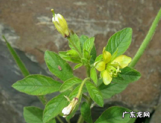 含黄花草油酸的食物有哪些,黄花磷酸含量比较多的食物