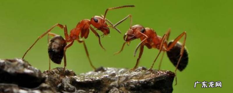 树干上有蚂蚁怎么去除 树上有蚂蚁怎么去除