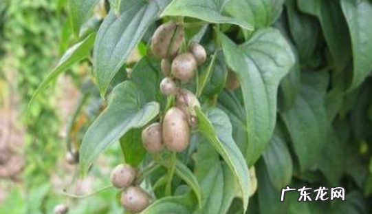 山药豆开水煮多久,山药豆煮几分钟能熟