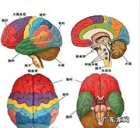 人类大脑容量是最多的,人类大脑的利用率是多少