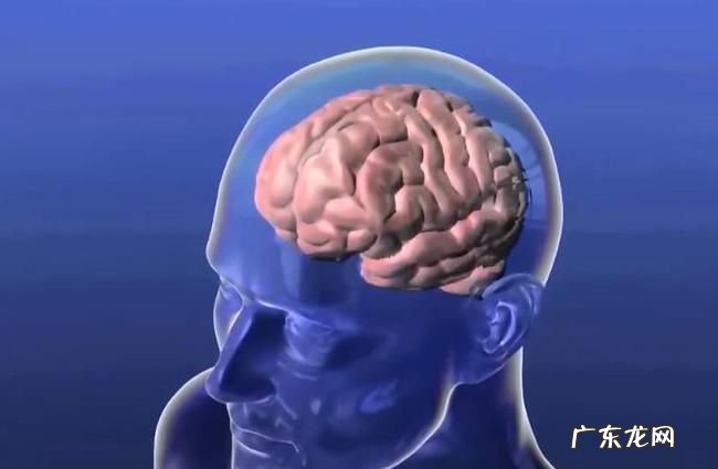 人类大脑容量是最多的,人类大脑的利用率是多少