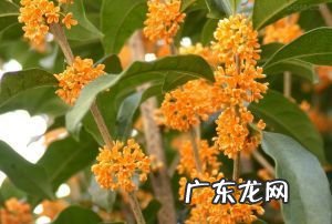 深圳桂花几月开花,深圳有桂花