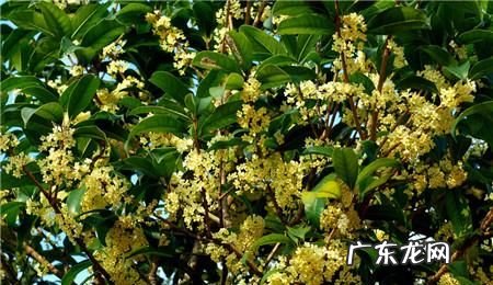 深圳桂花几月开花,深圳有桂花