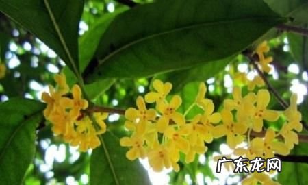 深圳桂花几月开花,深圳有桂花