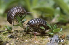 卧室有黑色硬壳小虫源头在哪,卧室有黑色硬壳大虫源头在哪