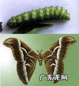 怎么样辨别喜树,苗木和树苗的区别