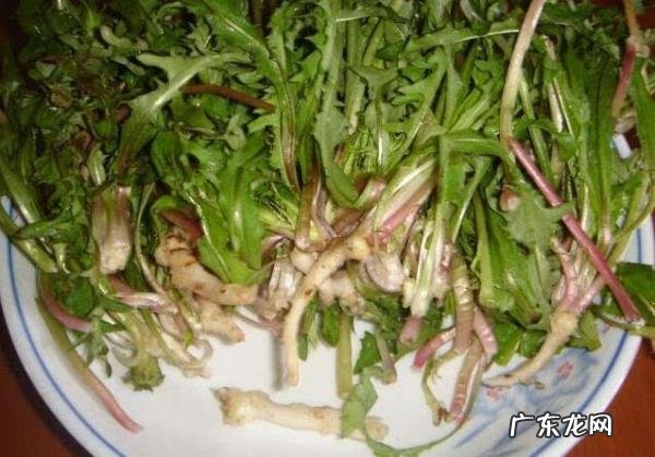 蒲公英怎么搞干,蒲公英怎么晒干效果好