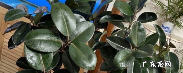 橡皮树每盆栽三株好吗?,橡皮树三棵种一盆风水好橡皮树一盆栽几棵最好89