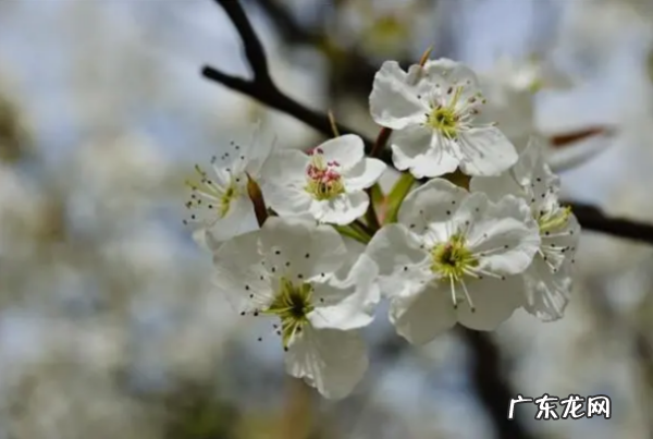 梨花几种颜色菊花,春天里的花有什么颜色