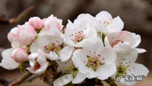 梨花几种颜色菊花,春天里的花有什么颜色