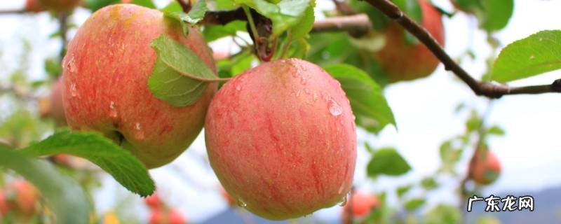 苹果树怎样辨别方向 树上的苹果怎么辨别方向