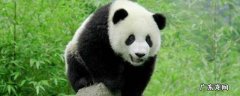 学生如何保护濒危动物 学生怎么保护濒危动物