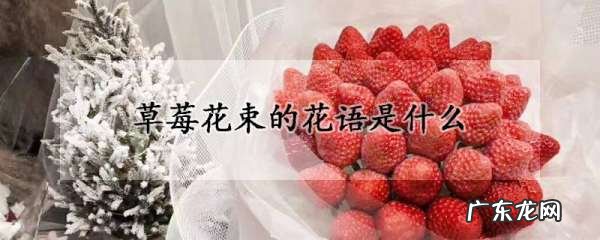 草莓花束的寓意是什么,草莓花束的花语是什么个数花语