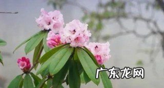 杜鹃花寓意是什么意思,杜鹃花花语和寓意