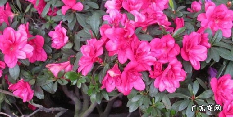 杜鹃花寓意是什么意思,杜鹃花花语和寓意