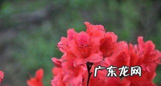 杜鹃花寓意是什么意思,杜鹃花花语和寓意