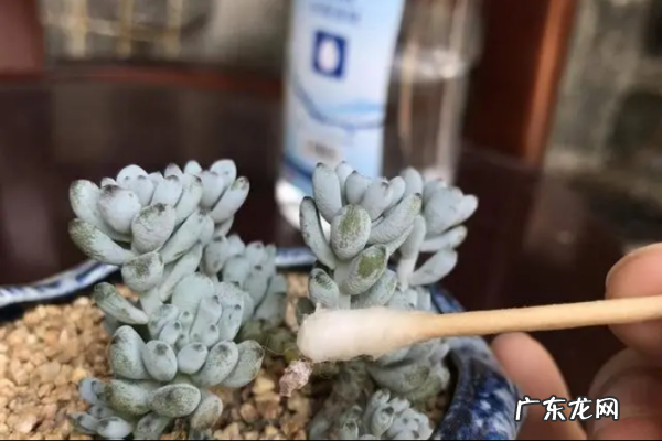 土壤里的蚧壳虫怎样彻底消灭,土壤里的蚧壳虫怎样彻底消灭掉