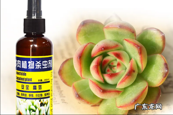 土壤里的蚧壳虫怎样彻底消灭,土壤里的蚧壳虫怎样彻底消灭掉