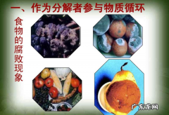 分解者有哪些生物,哪些生物是特殊的分解者 生物题目及答案