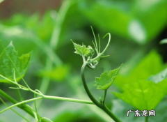 常见的地下茎可分为哪四类,什么植物的茎生长在地下