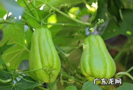 佛手瓜绿色好还是白色好,佛手和佛手瓜的区别在哪里